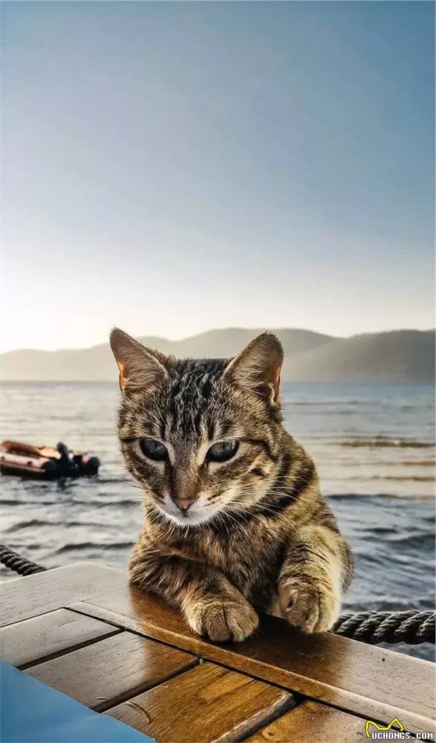 为什么在国外被追捧的中国狸花猫，在中国却很少有人喜欢？