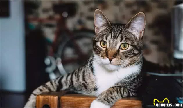 为什么在国外被追捧的中国狸花猫，在中国却很少有人喜欢？