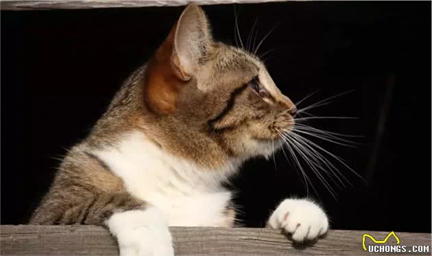 为什么在国外被追捧的中国狸花猫，在中国却很少有人喜欢？