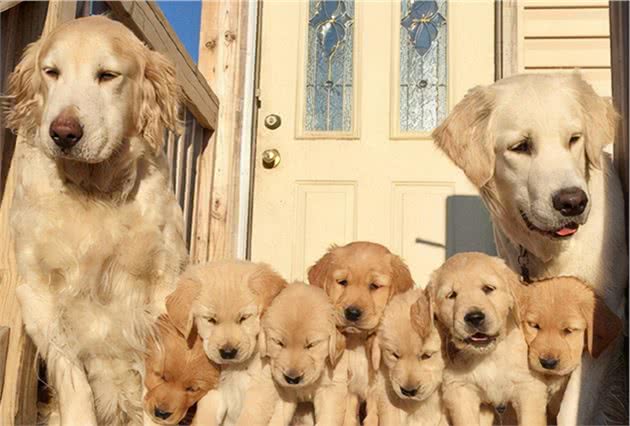 中华田园犬的未来在哪里