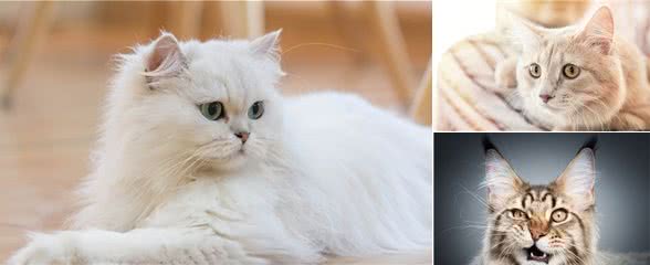 分享，长毛猫的麻烦程度跟它们毛发的长度成正比？