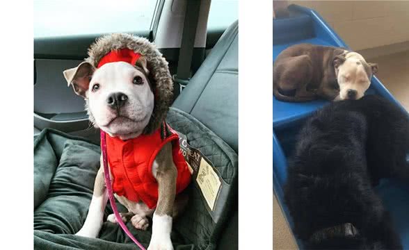 比特犬小狗睡遍幼儿园所有狗狗，主人：多亏大狗让着它