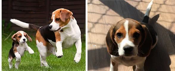 为啥可爱的比格犬多人劝退呢？网友：天天被投诉
