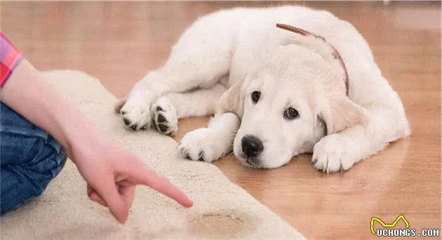 狗狗总是喜欢在家乱排泄？这5点含义，你了解多少