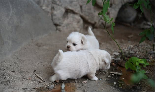 幼犬认主需要时间，四个月后才能记住主人，不要随意无视爱犬！