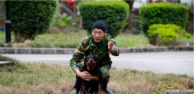 幼犬认主需要时间，四个月后才能记住主人，不要随意无视爱犬！