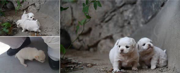 幼犬认主需要时间，四个月后才能记住主人，不要随意无视爱犬！