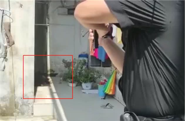安徽百斤藏獒发狂，闯入村民家中被击毙，为什么总有人喜欢养烈犬