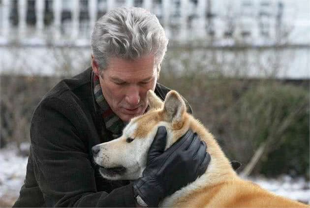 日本的国犬秋田犬，皇室的独家宠儿，它的生活让无数人羡慕