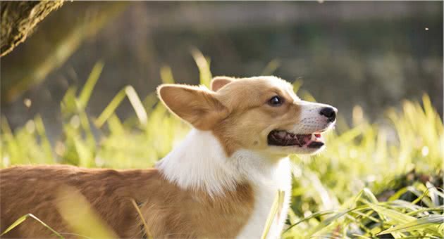 让伊丽莎白女王都爱不释手的柯基犬有什么优缺点？新手注意事项