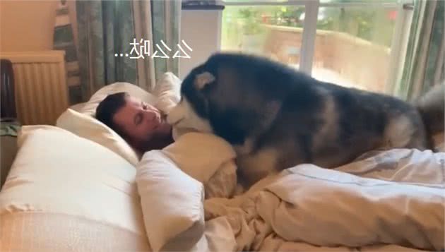 让阿拉斯加犬叫醒主人，然而它被主人亲一下后，超开心跑开了