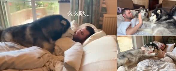 让阿拉斯加犬叫醒主人，然而它被主人亲一下后，超开心跑开了