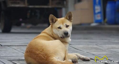 这些狗狗不能当警犬，再聪明也没用