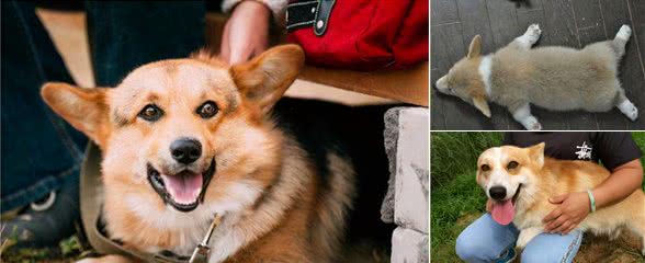 柯基犬总爱舔你,可能是在告诉你“这六件事”