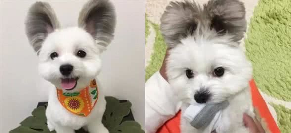 论可爱，混种的串串狗狗可不会比纯种狗差