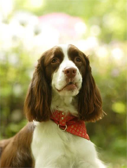 跳跃的羚羊，缉私和搜爆的小个子—英国跳猎犬