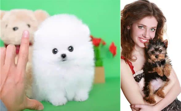 茶杯犬多少钱一只？到底要不要养茶杯犬？