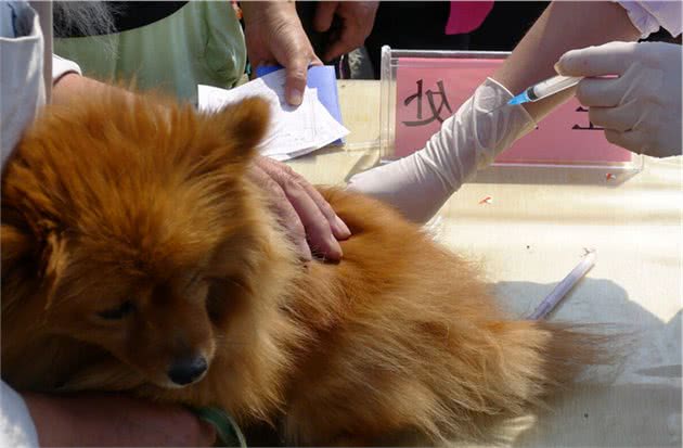 幼犬身体虚弱应该怎么补充营养？