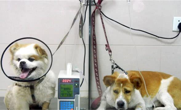 干货！宠物医生教你治“犬瘟热”，后附治疗处方