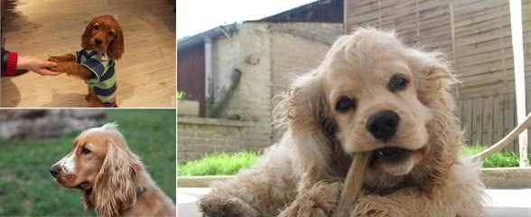 可卡犬的性格怎么样？适合什么人饲养呢？
