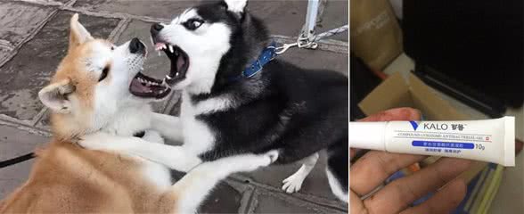狗狗打架受伤之后怎么处理