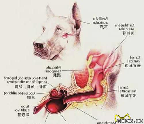 狗狗的耳道护理攻略