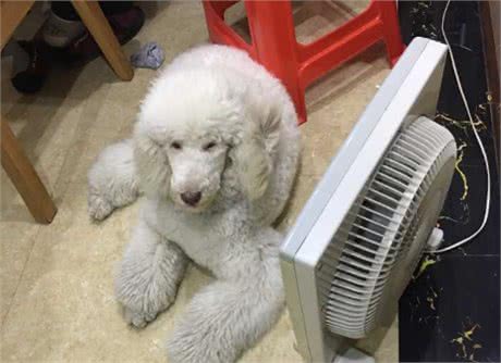 危害泰迪“生命”的做法，劝你立即停手