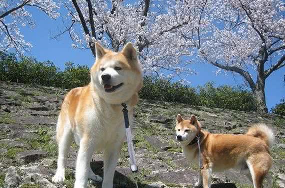 秋田、柴犬，傻傻分不清楚，它们俩有何不同之处呢？