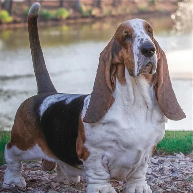 点指名犬—迷人的“大耳朵”，巴塞特猎犬