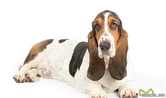 点指名犬—迷人的“大耳朵”，巴塞特猎犬