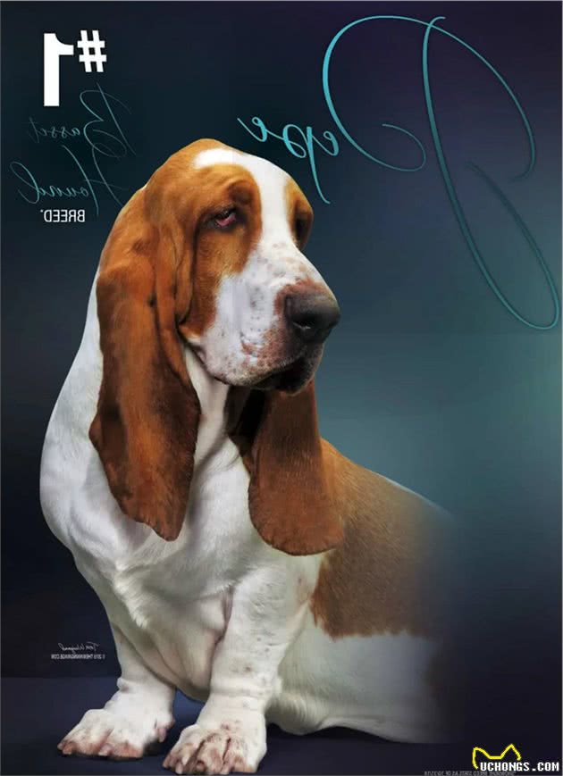 点指名犬—迷人的“大耳朵”，巴塞特猎犬