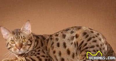 猫咪百科之奥西猫