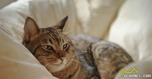 猫咪百科之奥西猫