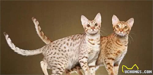 猫咪百科之奥西猫