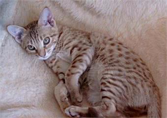 猫咪百科之奥西猫