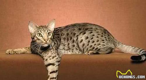 猫咪百科之奥西猫