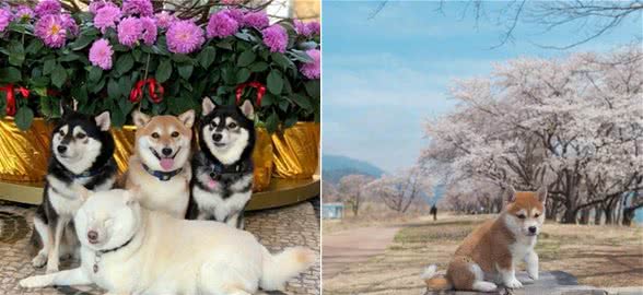 狗狗总是大喘气？可不是因为热那么简单！