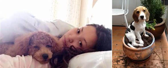 如果是新手，建议你别养这几种狗，会被它们“欺负死”的