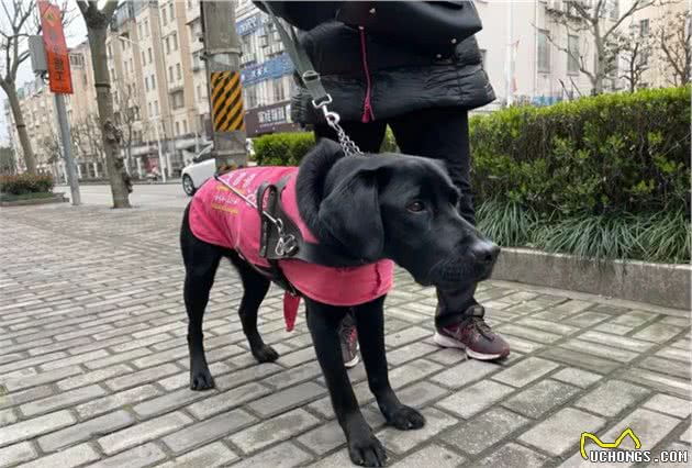 导盲犬不能在小区排尿？视障阿姨哭诉，邻居烦恼！总算有办法了