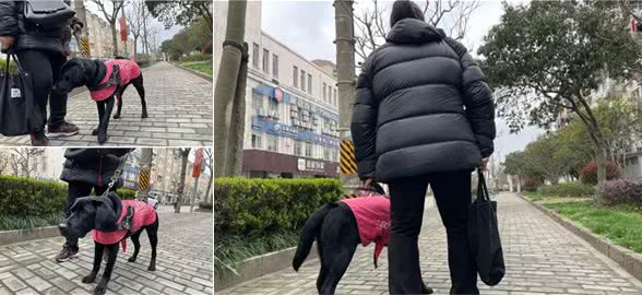 导盲犬不能在小区排尿？视障阿姨哭诉，邻居烦恼！总算有办法了