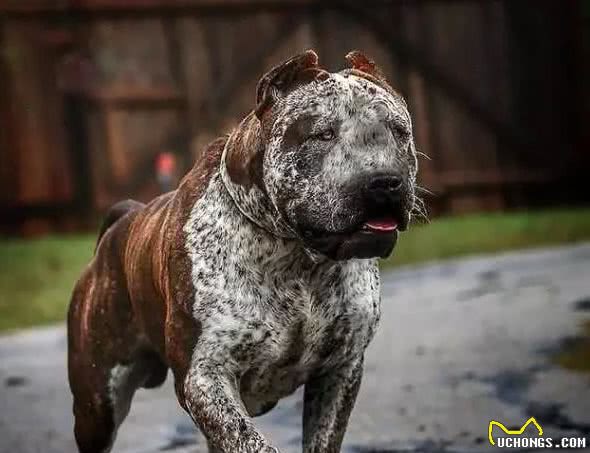 饱受世界争议的猛犬—神兽子弹犬