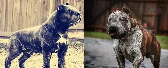 饱受世界争议的猛犬—神兽子弹犬