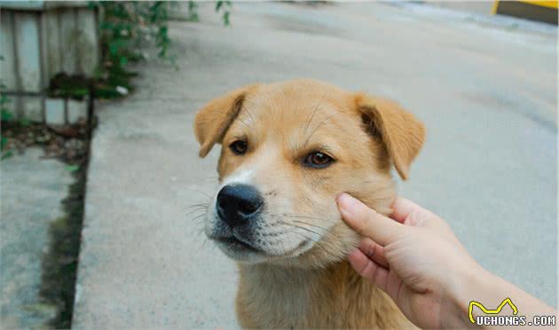 不吃筷子上的食物，并不是中华田园犬自卑，而是它坚守的品种规矩