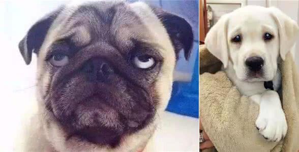 主人大意疏忽，全然不知狗狗正在经历着疼痛，这9个异常要牢记！