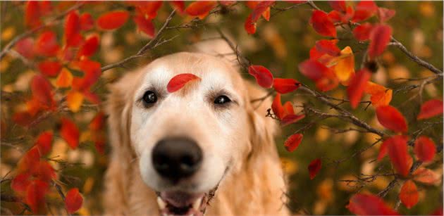 辟谣:狗狗感冒会传染给人吗?致病原不同,再多的担心都是多虑