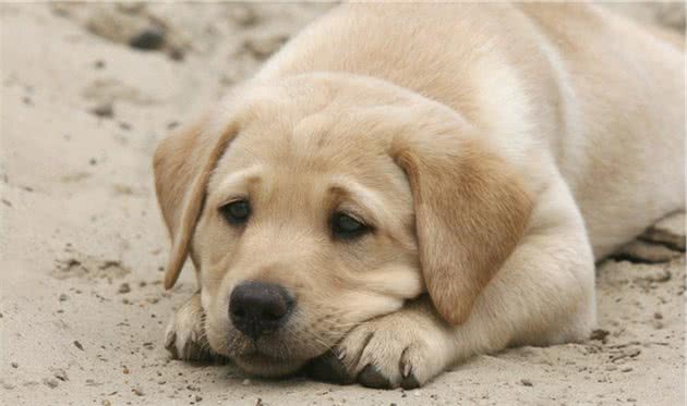 辟谣:狗狗感冒会传染给人吗?致病原不同,再多的担心都是多虑