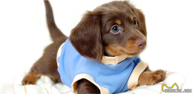 辟谣:狗狗感冒会传染给人吗?致病原不同,再多的担心都是多虑