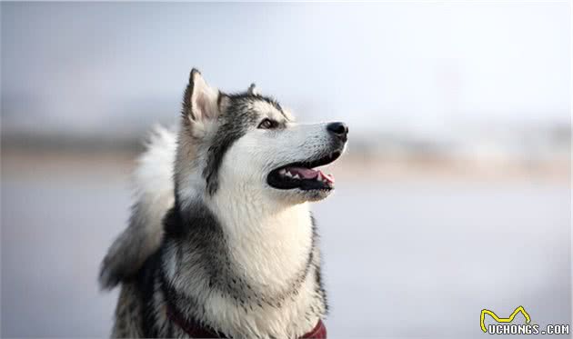 要怎么正确遛狗？特别是遛大型犬阿拉斯加，真的是分分钟起飞