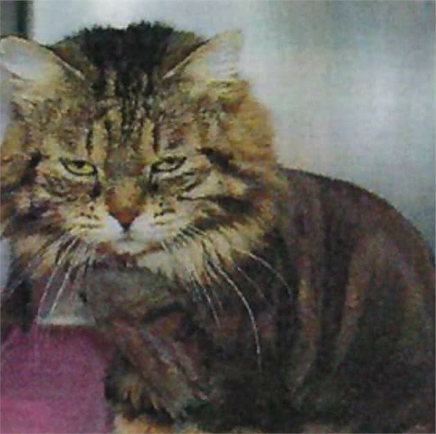 流浪猫被收养后,为感谢主人,每天早上都会将鞋子叼到主人面前
