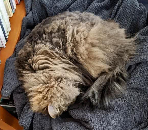 流浪猫被收养后,为感谢主人,每天早上都会将鞋子叼到主人面前
